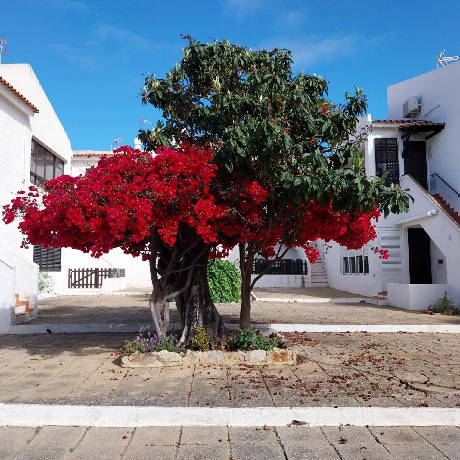 Pedras D'el Rei *